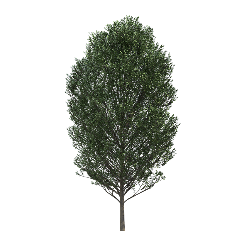 Carpinus betulus - Hornbeam